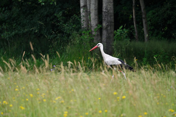 Stork adult walking on mown grass.