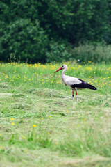 Stork adult walking on mown grass.