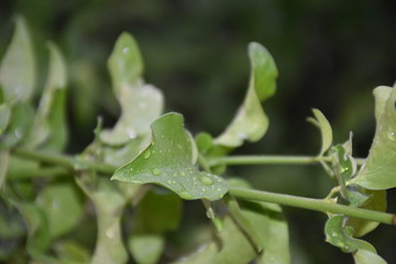 green leaf with water drops