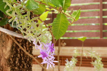 Close up of Petrea volubilis L. purple tropical flower.