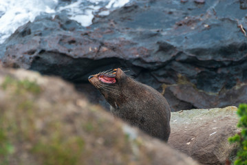 New Zealand Fur Seal