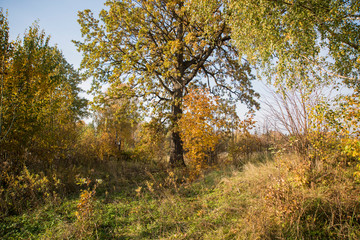 Fototapeta premium Autumn yellow leaves in nature abstraction.