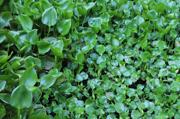 Fototapeta na wymiar Closeup of green Java-weed of water hyacinth on surface of water.