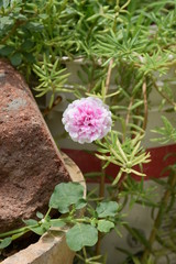 pink flower beside rock