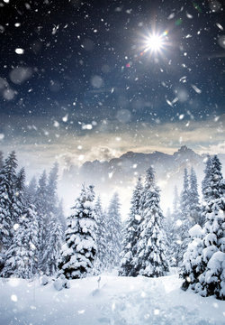 Majestic winter landscape with snowy fir trees.  Winter postcard.