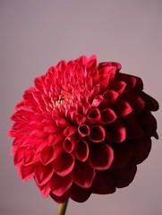 全盛期, 美しさ, フローラル, 咲く