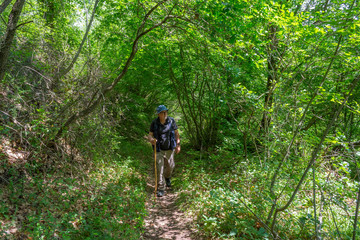 Lonely senior hiker walking on path through the woods. Wild trekking