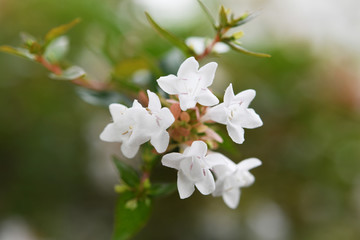 秋に咲く白い小花　アベリア