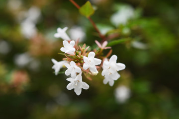 秋に咲く白い小花　アベリア