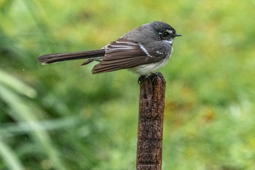 Australian Fantail Perched on a Post