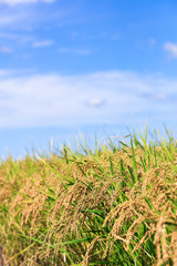 たわわに実った稲穂　奈良県高市郡明日香村