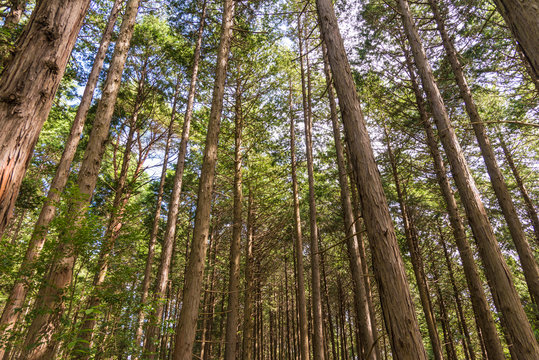 杉 林 Images – Browse 4,787 Stock Photos, Vectors, and Video | Adobe Stock