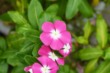 ピンクの花　ニチニチソウ
