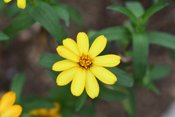 黄色い花　ヒャクニチソウ