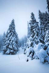 Majestic winter landscape with snowy fir trees.  Winter postcard.