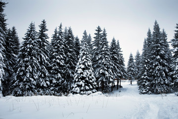 Majestic winter landscape with snowy fir trees.  Winter postcard.