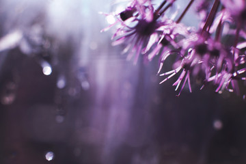 Fototapeta na wymiar wild onions closeup. purple flower background. wild leek background.