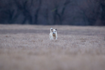 A white dog in the middle of the dry field.