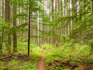 Hiking path through forest in Washington state