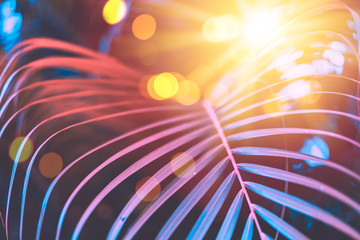 Copy space pink tropical palm tree on sky abstract background. Summer vacation and nature travel adventure concept.