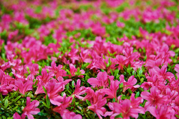 Fototapeta premium pink flowers in the garden