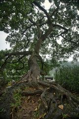 Vietnam Travel old tree on a lake in Old Town Hanoi