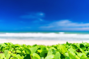 Beautiful tropical beach with blue sky and white clouds abstract texture background. Copy space of summer vacation and holiday business travel concept.