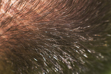 men hair  close. head hair macro. hair background