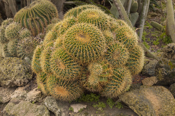 Unique Cactus Garden displays a rare variety of desert plants and cactuses. Tourist attractions in...
