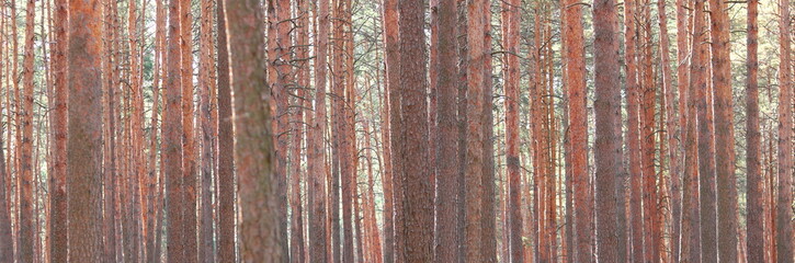 Fototapeta premium Pine forest with beautiful high pine trees against other pines with brown textured pine bark in summer in sunny weather