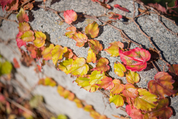 コンクリートと紅葉した葉（Concrete and autumn leaves）