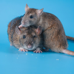 Rat celebrates birthday on a blue background