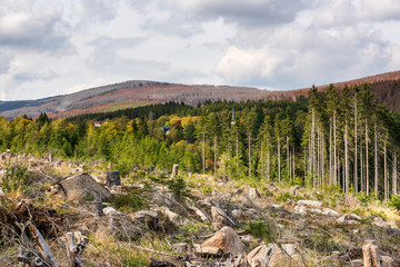 Durch Trockenheit und Borkenkäfer großflächig abgestorbene Wälder im Harz, hinten der Brocken