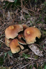 Champignons