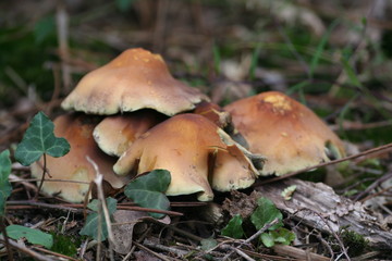 mushroom in the forest