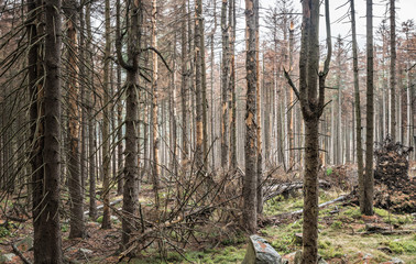 Durch Trockenheit und Borkenkäfer großflächig abgestorbene Wälder im Harz, Fichten-Monokultur