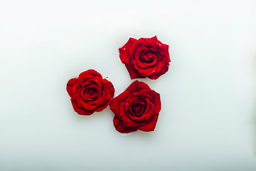 Plakat Beautiful red roses in a milk bath. Concept of spa treatments, relaxation, spa treatments, therapy