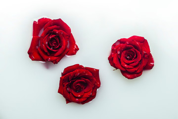 Beautiful red roses in a milk bath. Concept of spa treatments, relaxation, spa treatments, therapy
