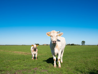 white cow and calf under blue sky in green grassy dutch meadow