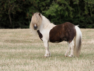 Shetland Pony Stallion.