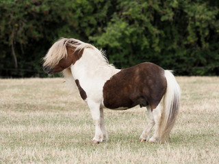 Shetland Pony Stallion.