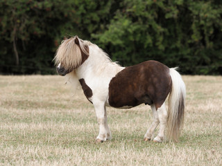 Fototapeta na wymiar Shetland Pony Stallion.
