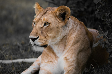 Fototapeta na wymiar portrait of a lion in the Masai Mara