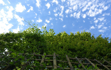view of the sky next to a garden fence in the garden