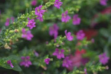 pink flowers in the garden