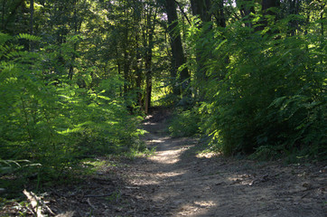 Un impervio sentiero che si addendtra nel bosco.