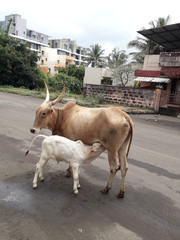 Breast-feeding a cow calf