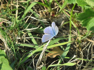Farfalla