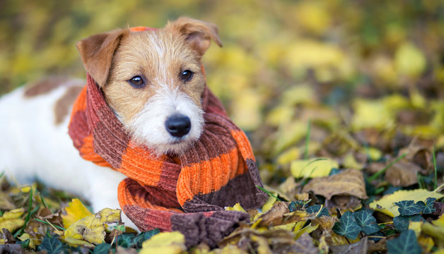 Cute happy jack russell pet dog puppy wearing scarf - christmas card, cold winter or autumn background, web banner with copy space