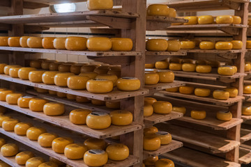 Käse in einer Käserein in Holland